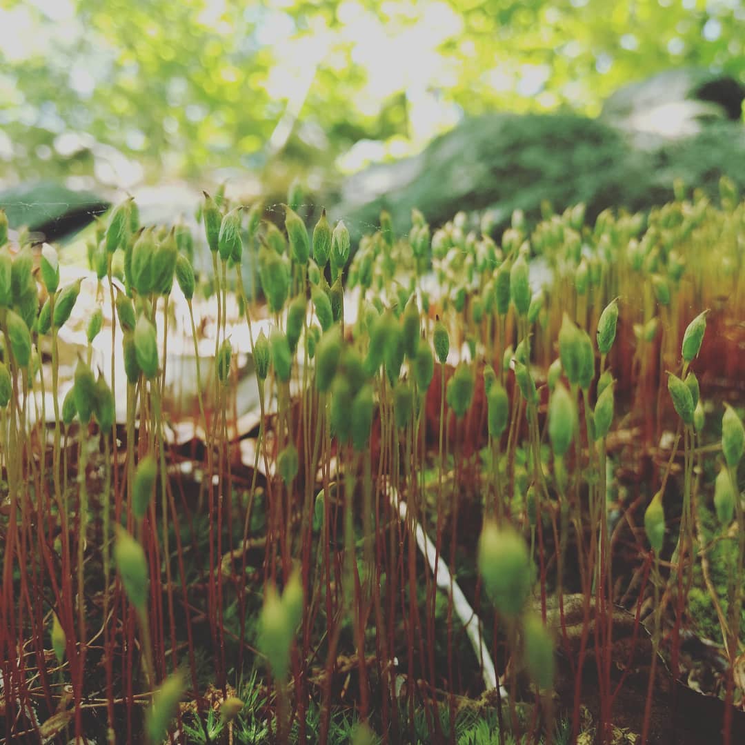 Lichen the forest 🌲