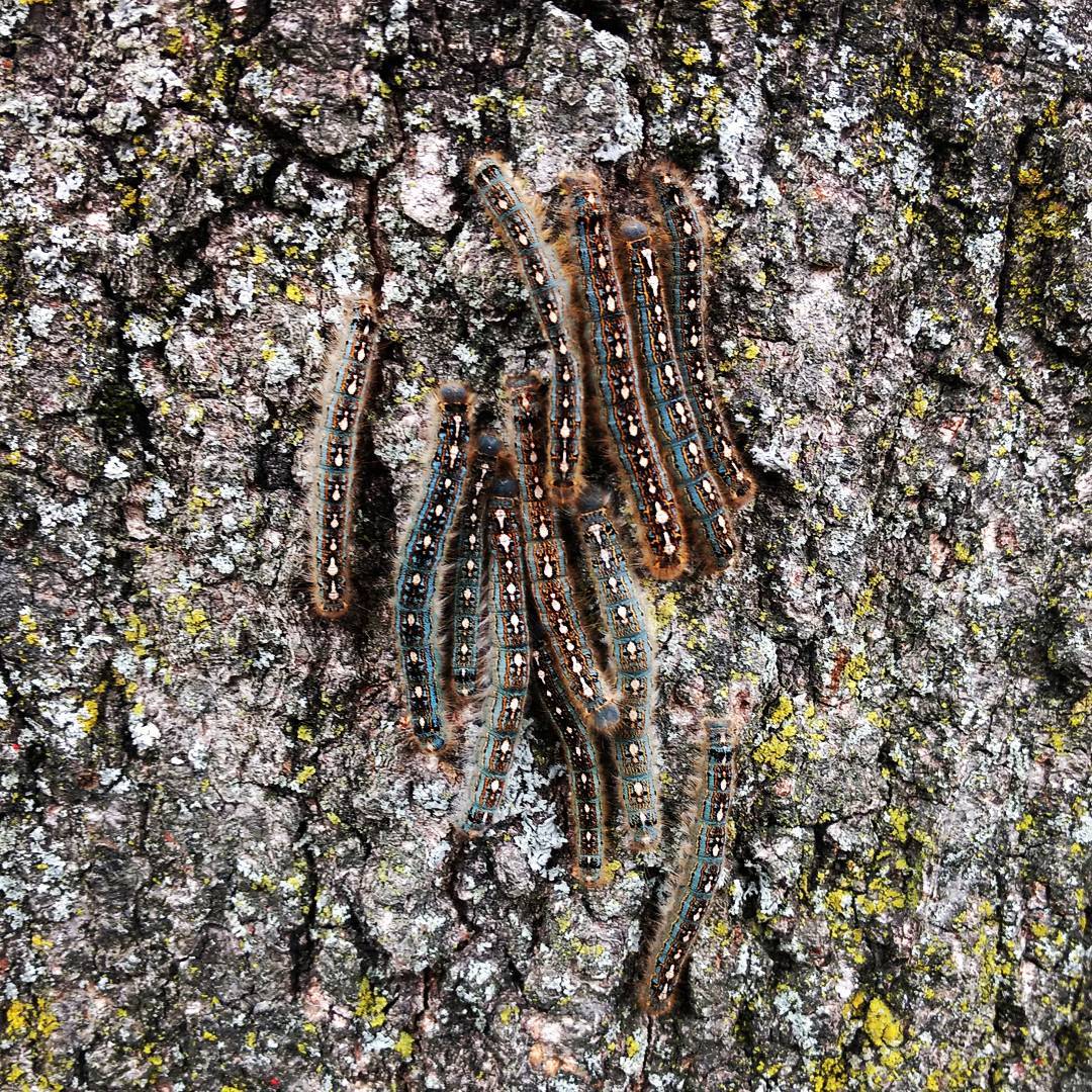 Invertebrate intrusion