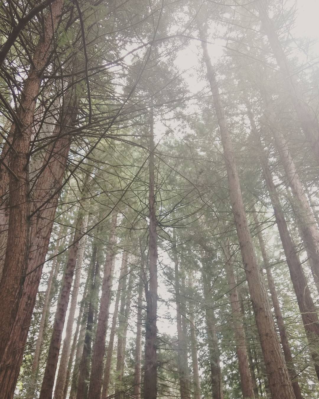 Redwood grove